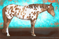 Horse Color:Gold Champagne Appaloosa  and Gray Gold Champagne Appaloosa 