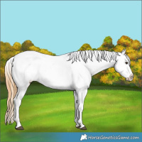 Horse Color:Chestnut Appaloosa 