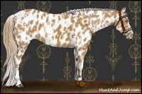Horse Color:Palomino Near Leopard  and Buckskin Near Leopard 
