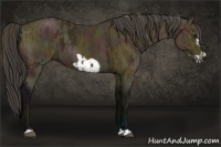 Horse Color:Midnight Buckskin and Midnight Buckskin Frame