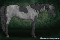 Horse Color:Black  and Blue Roan 