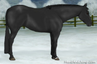 Horse Color:Gray Black 