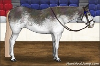Horse Color:White Spotted Midnight Red Ice Roan
