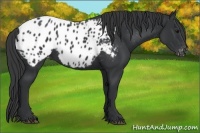 Horse Color:Black Appaloosa 