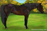 Horse Color:Midnight Bay 