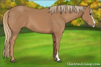 Horse Color:Chestnut Sabino