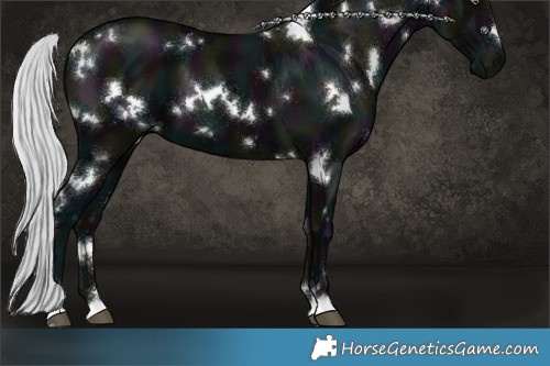 Horse Color:White Spotted Midnight Silver Black Chinchilla 