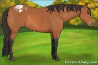 Horse Color:Bay Appaloosa 