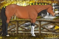 Horse Color:Bay Appaloosa 