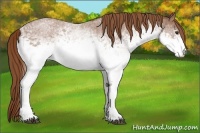 Horse Color:White Spotted Red Roan 