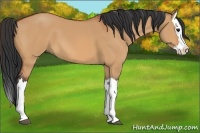 Horse Color:Bay Dun Splash 