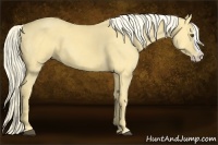 Horse Color:Palomino Dun Splash 