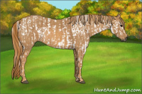 Horse Color:Gray Silver Black Appaloosa  Brindle