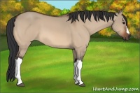Horse Color:Bay Dun