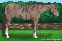 Horse Color:Black  and Classic Champagne 