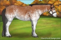 Horse Color:White Spotted Bay Splash and White Spotted Bay