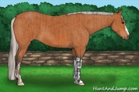 Horse Color:Bay  and Silver Bay 