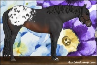 Horse Color:Brown Appaloosa 