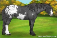 Horse Color:Black Frame Appaloosa