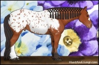 Horse Color:Bay Appaloosa 