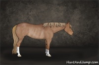 Horse Color:Red Roan Rabicano
