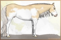 Horse Color:Silver Classic Champagne Dun Splash Frame 