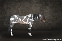 Horse Color:White Spotted Brown Roan
