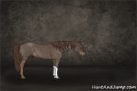 Horse Color:Liver Red Roan