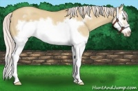 Horse Color:Silver Classic Champagne Dun Splash Frame