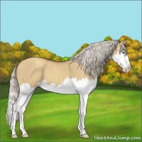Horse Color:Silver Classic Champagne Dun Splash