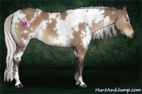 Horse Color:White Spotted Silver Brown Dun 