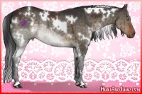 Horse Color:White Spotted Brown Dun Rabicano 