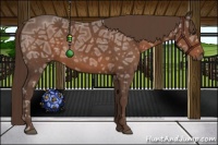 Horse Color:Liver Chestnut Ice Sabino