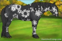 Horse Color:Black Ice 