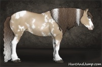 Horse Color:White Spotted Grullo Pearl Splash Rabicano