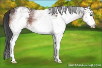 Horse Color:White Spotted Bay