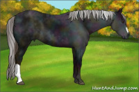 Horse Color:Gray Midnight Liver Chestnut 