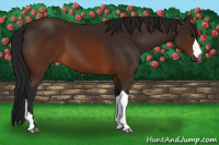 Horse Color:Gray Brown