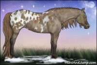 Horse Color:Liver Red Dun Appaloosa Brindle 