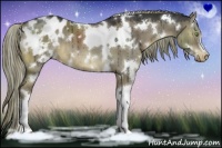 Horse Color:White Spotted Liver Red Dun Appaloosa