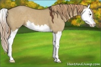Horse Color:Liver Red Dun Splash 