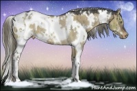 Horse Color:White Spotted Liver Red Dun Appaloosa 