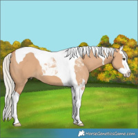 Horse Color:Silver Brown Dun Splash Tobiano 