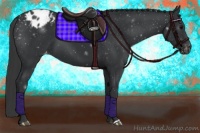 Horse Color:Black Appaloosa 