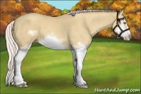 Horse Color:Silver Classic Champagne Dun Splash Frame 