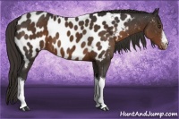 Horse Color:Liver Chestnut Appaloosa 