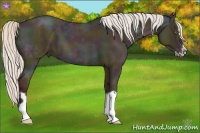 Horse Color:Midnight Silver Classic Champagne Ice Dun Splash Frame