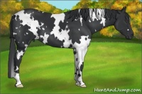 Horse Color:White Spotted Black