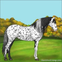 Horse Color:Black Near Leopard 