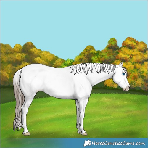 Horse Color:White Spotted Grullo Roan Splash Tobiano Appaloosa Brindle
